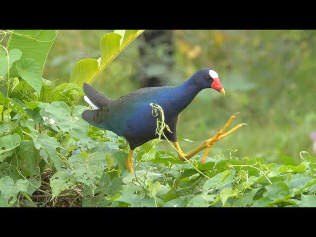 Purple Gallinule in Guatemala