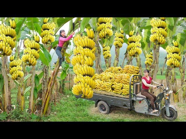 Use 3-Wheeled Truck Harvesting Lots Of Banana Goes To Countryside Market Sell | Free Bushcraft