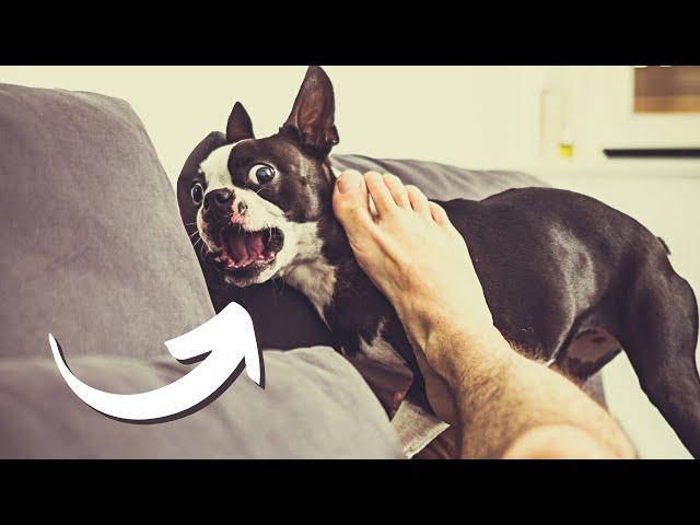 7 Signs Your Boston Terrier Secretly Hates You!