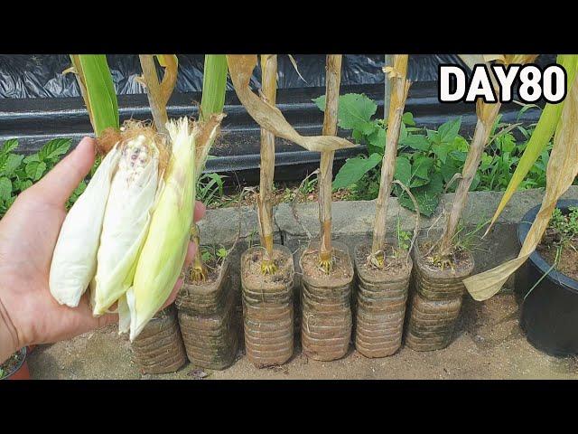 Growing corn in plastic bottles