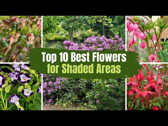 Top 10 Best Flowers for Shaded Areas  // PlantDo Home & Garden