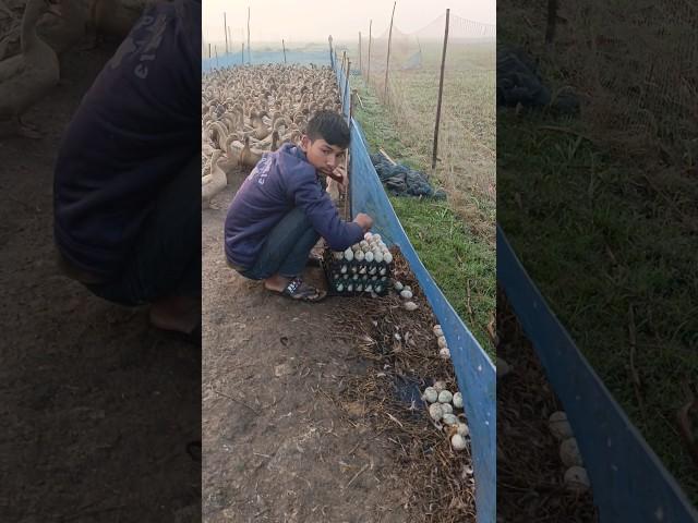 The boy is harvesting ducks from the duck house #boy #duck #harvesting #house