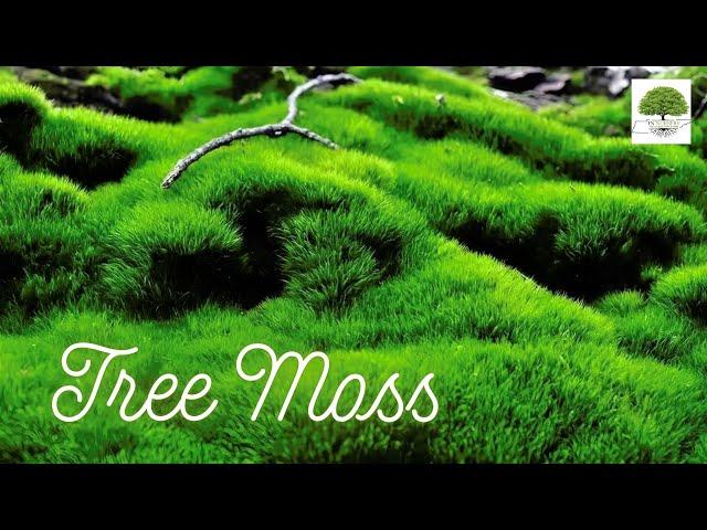 Tree Moss - TN Nursery