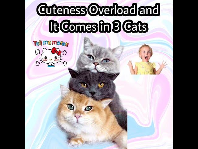 Cuteness Overload And It Comes in 3  Cats #Cuteness #overload #cutecats