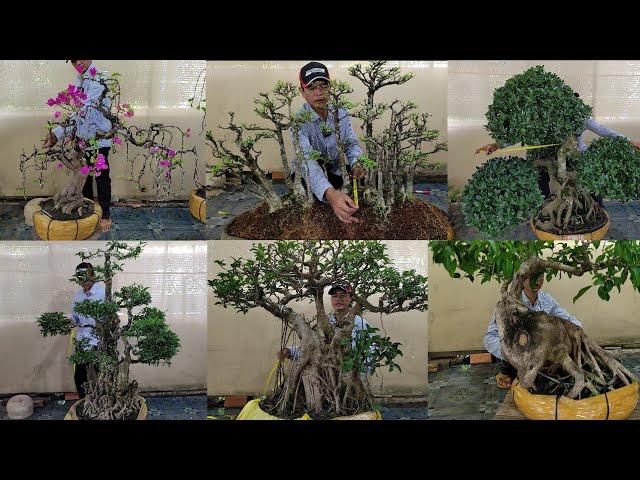 Bonsai Quang Vinh | 0948055921 | Nhiều Cây Đẹp Và Độc Đáo - Chiếu Thủy Rừng, Sộp Dáng Làng, MCT Cổ..