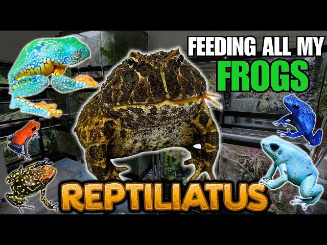 FEEDING MY PET FROGS! (Pacman frogs, Dart frogs, Tree frogs and more!)