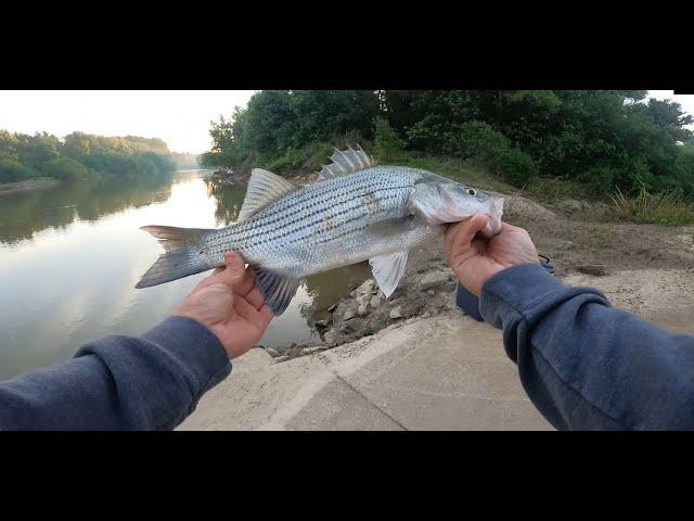 Mississippi River White Bass and Striped Bass Fishing