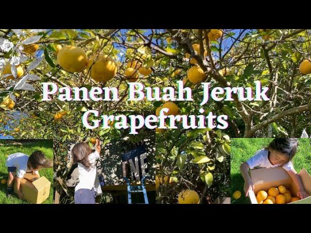 Panen Buah Jeruk Grapefruits || Petik Jeruk Dari Tree House. #panenbuah #panenbuahjeruk