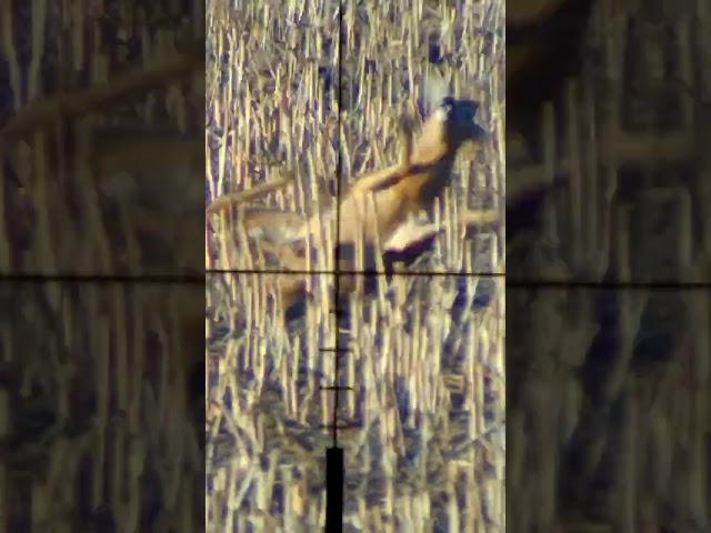 RoeBuck Stalking in Rutting Season #Hunting