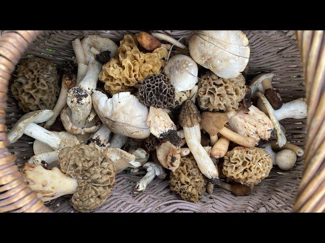 Morilles  / st georges / verpes …. Découverte de nouveaux coins 