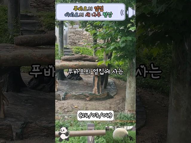 강바오 할부지가 방문한 푸바오집 옆집의 이바오의 새 나무 평상#푸바오#fubao #panda #판다 #강철원 #강바오 #이바오