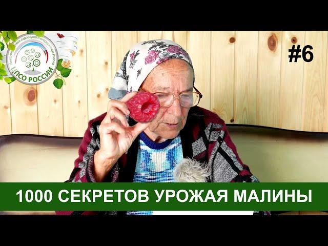 Малина. 1000 Секретов получить хороший урожай малины.