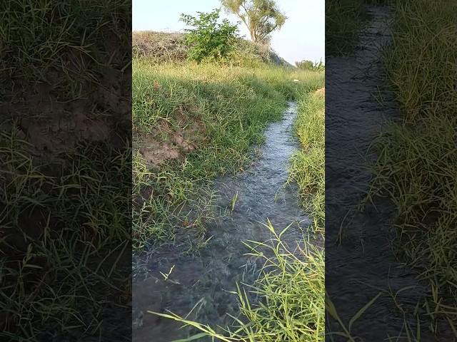 Natural Beauty of Flowing Water & Green Fields | Peaceful Village Scene