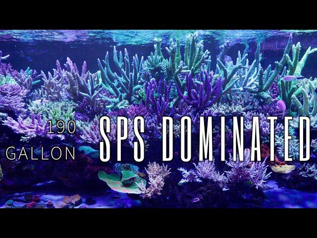 1 YEAR OLD?! 190G SPS Dominated Reef Tank Tour!