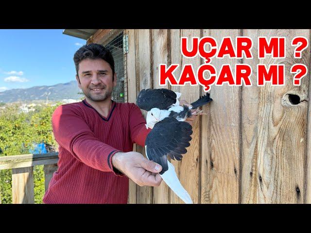 I Spread the Wings of the Gift Pigeon, The Keşpir Brothers Got Used to the Nest