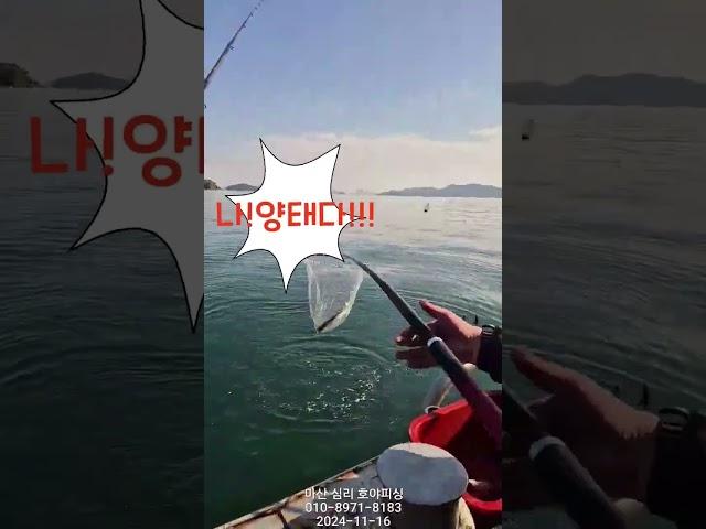 #fishing  #낚시 #카고 #감성돔 #창원 #마산 #원전 #호야피싱 #호야호