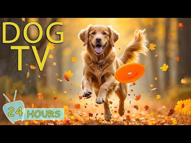 DOG TV: Best Autumn Video to Keep Dogs Calm & Entertain While You're Away - Happy Tunes for Dogs