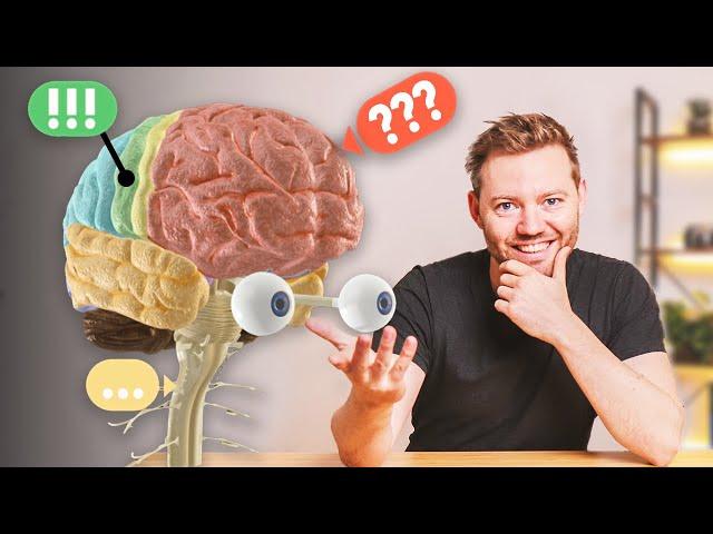 Our Brain - simply explained (English Subtitles)