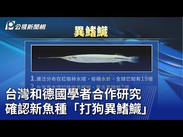 台灣和德國學者合作研究 確認新魚種「打狗異鰭鱵」｜20250302 公視晚間新聞