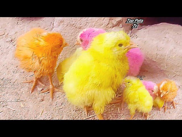 Baby Chicks | Colorful Chicks || Baby Chicks Playing Coloured|| Top Pets Tv