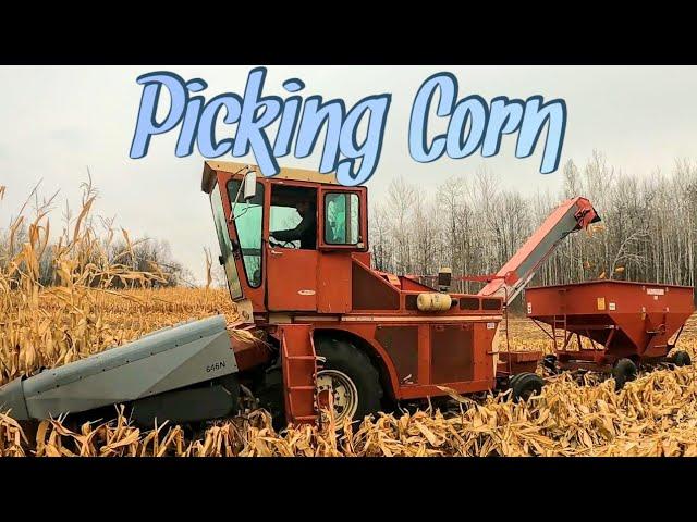 Corn Picking with Uni System 2024/Part 3