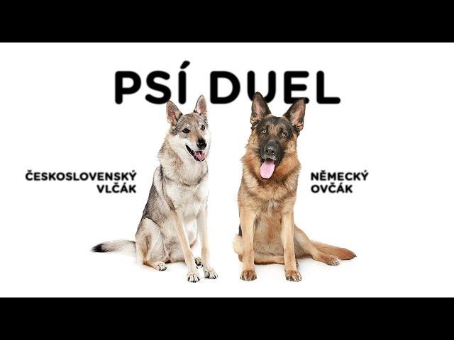 Psí duel - Německý ovčák vs. Československý vlčák - Tlapka TV