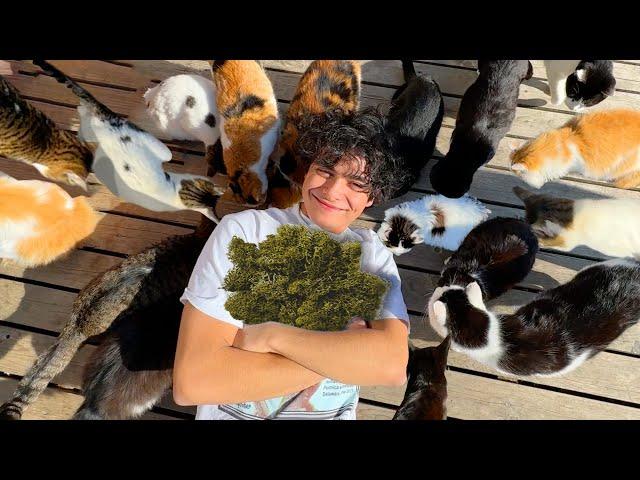 i went to a CAT ISLAND covered in CATNIP