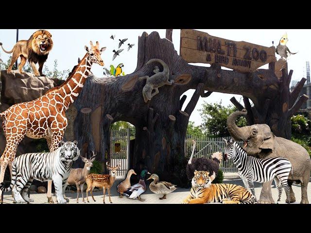 Multi Zoo | Hidden Zoo In B-17(Multi Garden) Islamabad | FM Cuisine