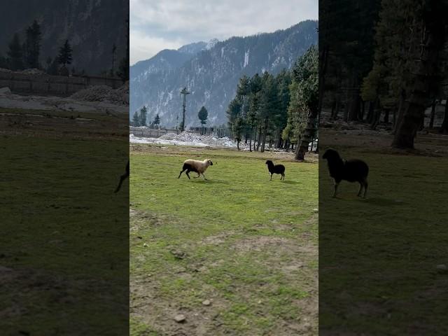 Waya Waya #explore #music #love #mountains #sheep #nomad #travel #viralshort #kumratvalley