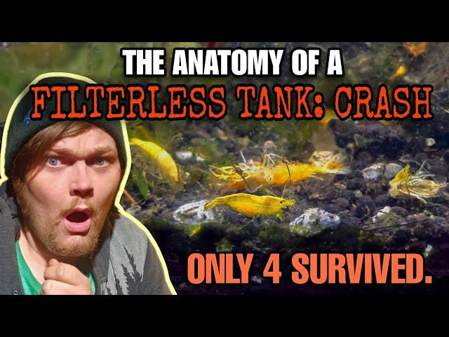 When Filterless Nano Tanks CRASH!  Understanding Water Parameters in Nature Aquariums.