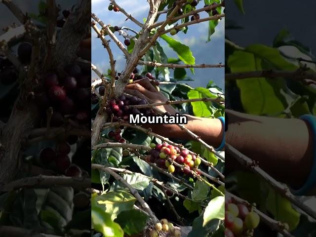  Top 3 Best-Tasting Coffees in the World — Explained by Science! 
