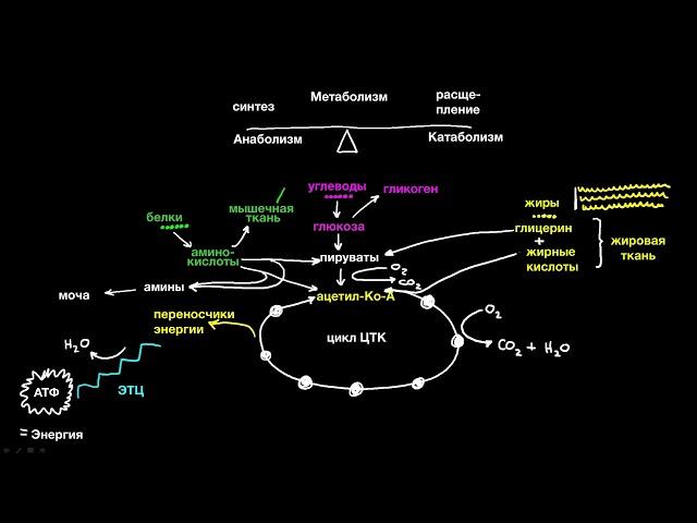 Метаболизм (1 часть из 4)| Рост и обмен веществ | Медицина