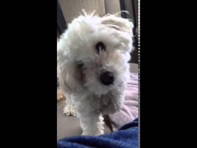 Puppy goes to grandmas house