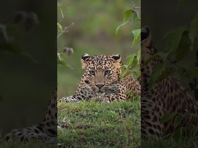 The eye of the #leopard, between the leaves, always watching, always your first observer #WithNature