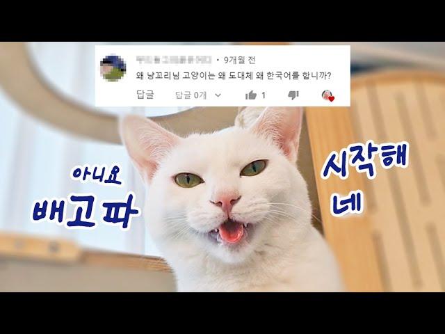 My cats speak Korean