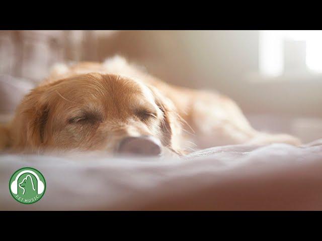 Relaxing music for dogsStress Relief Music,Relaxation MusicDog's Favorite Music.