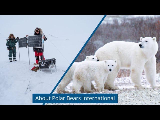 Polar Bears International — About Us