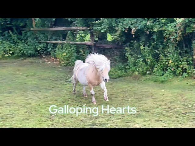 Cute Shetland Pony Tiny Ted Unleashes his Stunning Tune: Galloping Hearts. ️