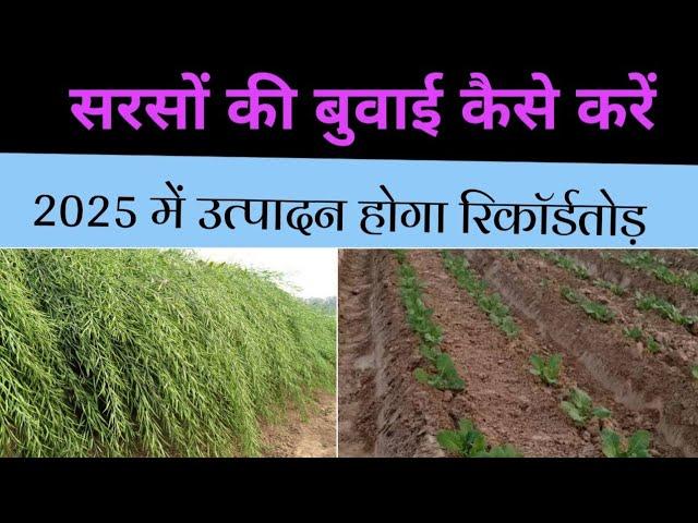 सरसों की बुवाई कब और कैसे करें / Sarso ki kheti kaise karen / Mustard farming 2024