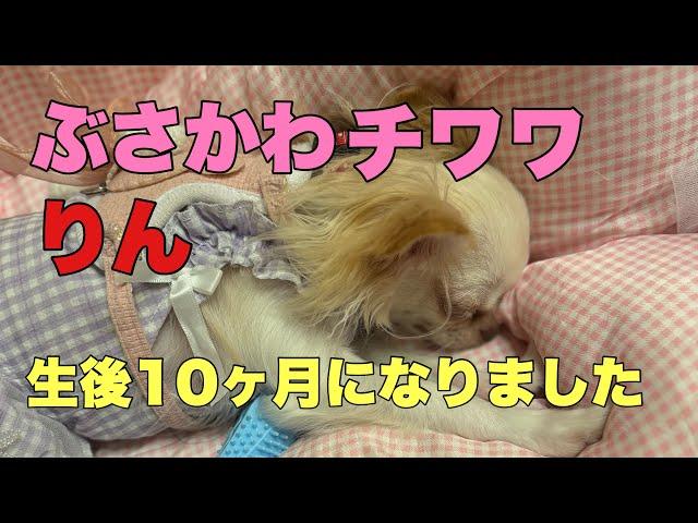 ぶさかわチワワりん。生後10ヶ月になりました！【vlog】