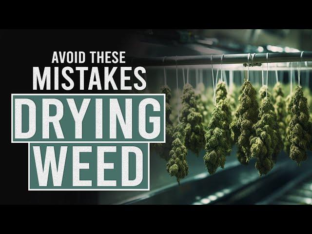 Avoid these 5 Mistakes when Drying Cannabis!