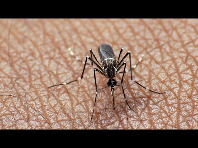 Genetically Modified Mosquitoes | HHMI BioInteractive Video