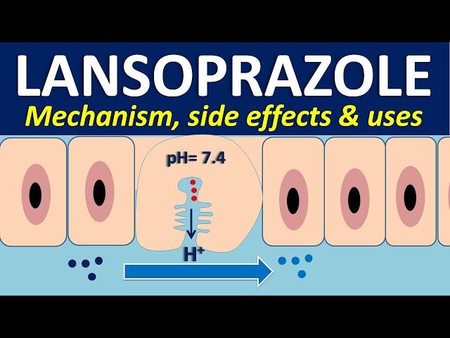 Lansoprazole - Mechanism, side effects, interactions and uses