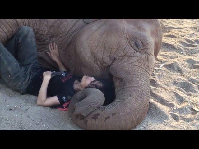 Watch The Heartwarming Moment An Elephant Falls Asleep to Caretaker's Lullaby