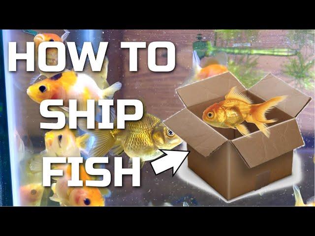 How To Ship Fish- Shipping my baby goldfish!