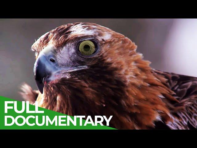 The Baltics: Untouched Animal Paradise | Free Documentary Nature