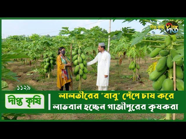 Deepto Krishi/দীপ্ত কৃষি-  লালতীরের 'বাবু' পেঁপে চাষ করে লাভবান হচ্ছেন গাজীপুরের কৃষকরা  | 1129