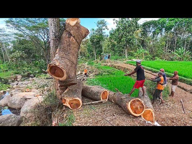 Evacuate trembesi trees that have fallen into the river