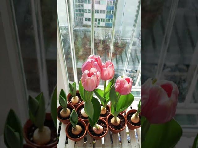 튤립 구근 키우기 - Plants(tulips) Change #shorts