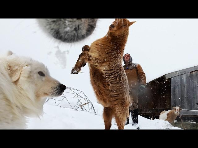 Blizzard Hits: 24 Hours on the Farm